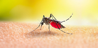 Pescara - West Nile, incrementate le attività di disinfestazione